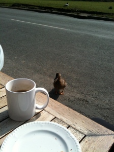 coffee so good even the ducks stop by